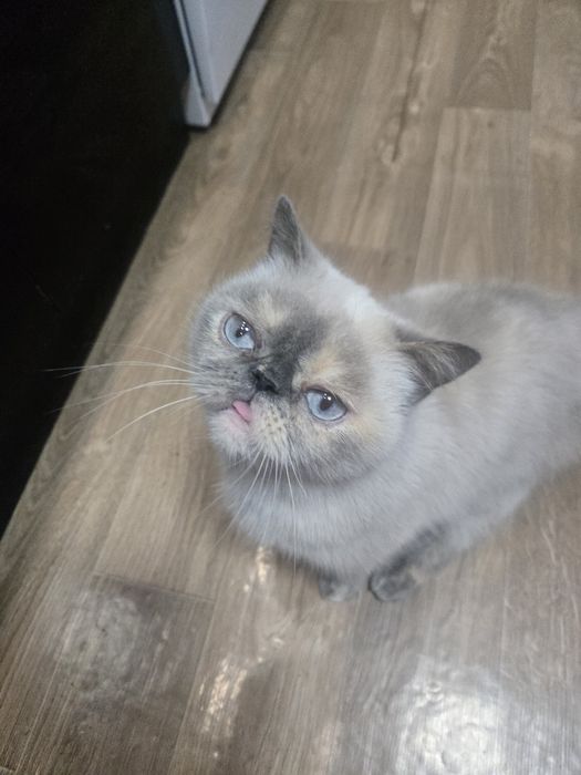 Экзот американский