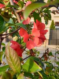 Gutui japonez, gard viu lastari flori roz, 3 bucati