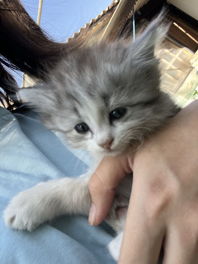 Котенок пушистый девочка