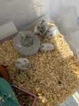 Donez hamsteri pitici ( 3 pui )