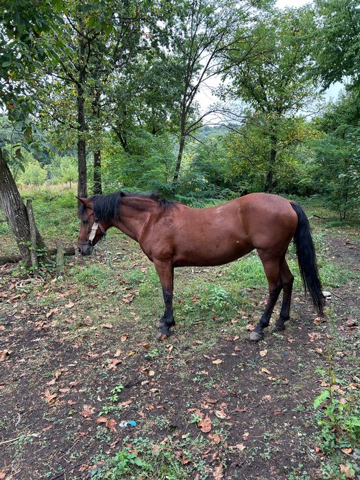 De vanzare Iapa buna