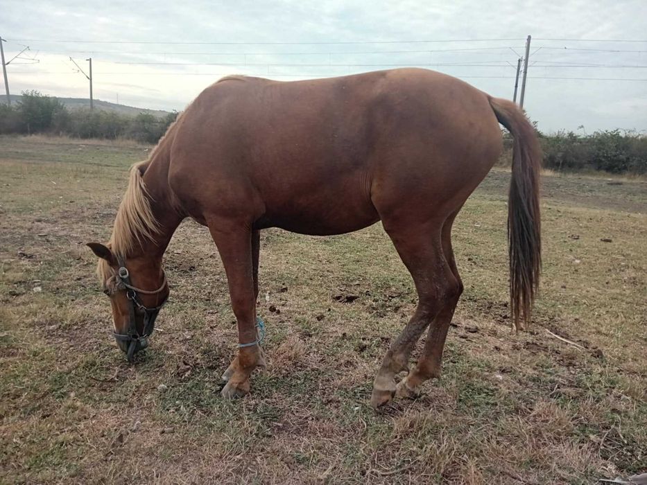 Vand armasar 3500 de lei