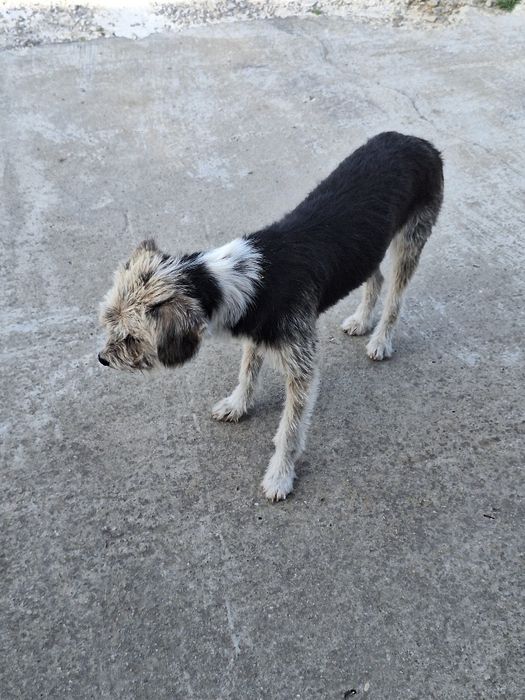 Donez catelusa speriată!