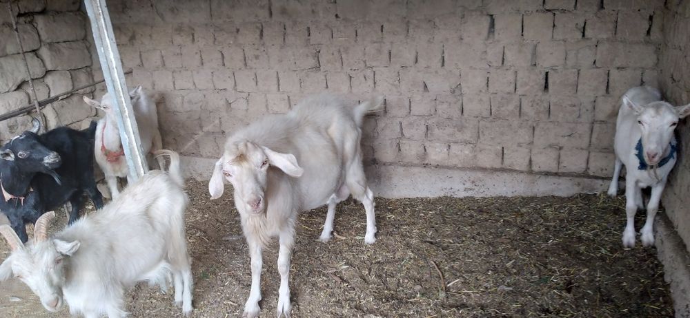 Орыс ешкілер.ешкі сүті жас балаға және любой ауруға ем екенін ұмытпаңы