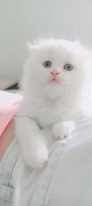 Schottish longhair