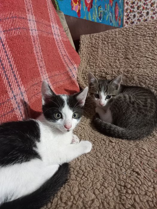 Donez doi pui de pisica frumosi