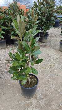 Magnolia grandiflora veșnic verde