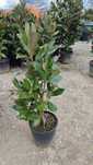 Magnolia grandiflora veșnic verde