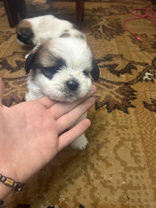 baieti si fete shish tzu