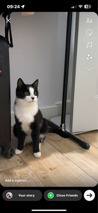 Котенок в добрые руки