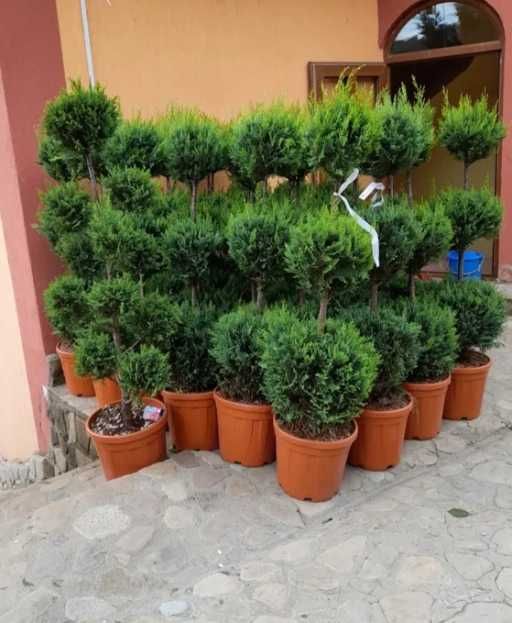 Plante Ornamentale Oriunde in tara calitate extra