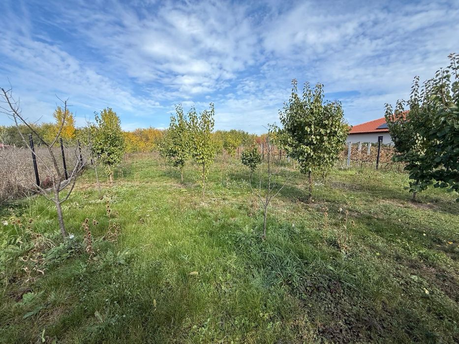Ofer spre Vanzare Teren intravilan / loc de casa in Vetis