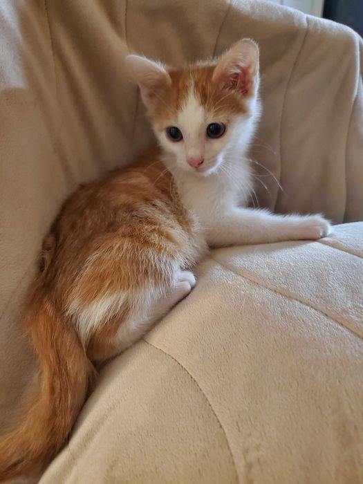 Рижово домашно коте търси дом