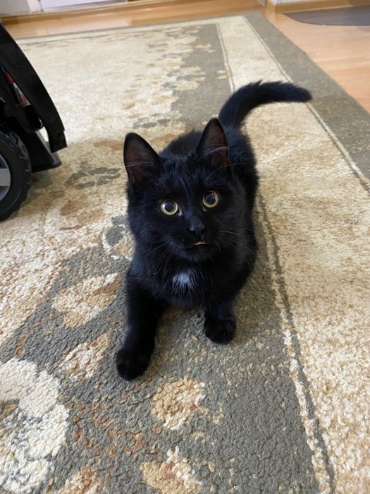 Отдам котенка в добрые руки!