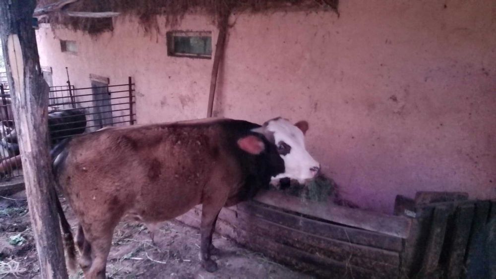 Vand vitel varsta un an