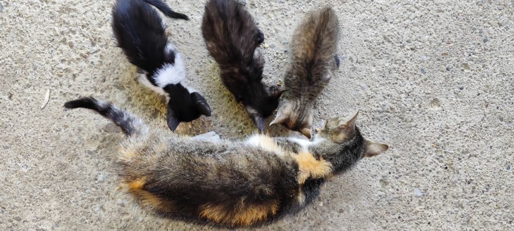 Donez cu drag două pisicuțe adorabile