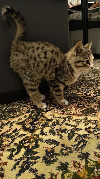 Zotli toza mushuklar