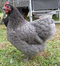 Australorp Albastru pui 1-7 zile