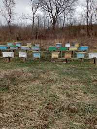 Vând familii de albine + cutii