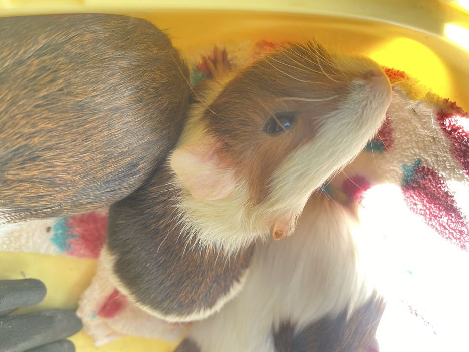 porcusori de guineea!!