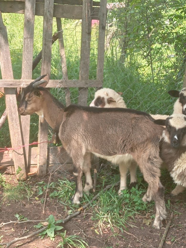 Țap alpin francez