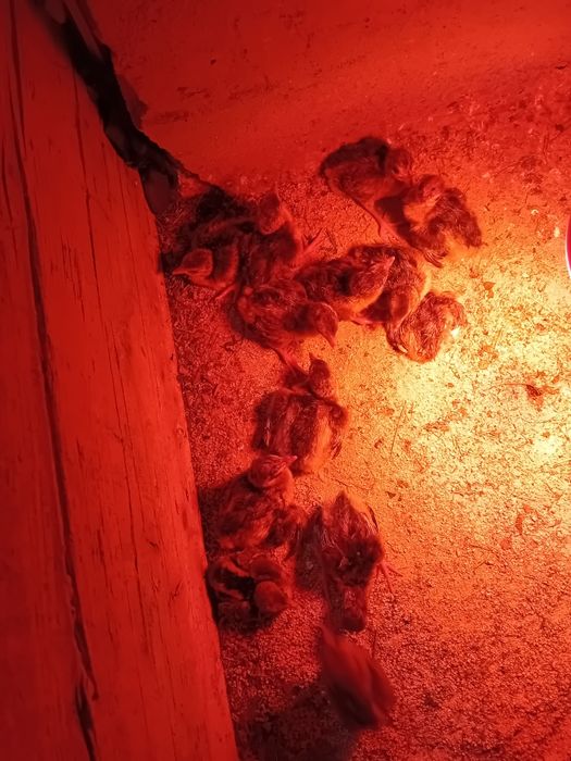 Ouă si pui de păuni si fazani pt incubat