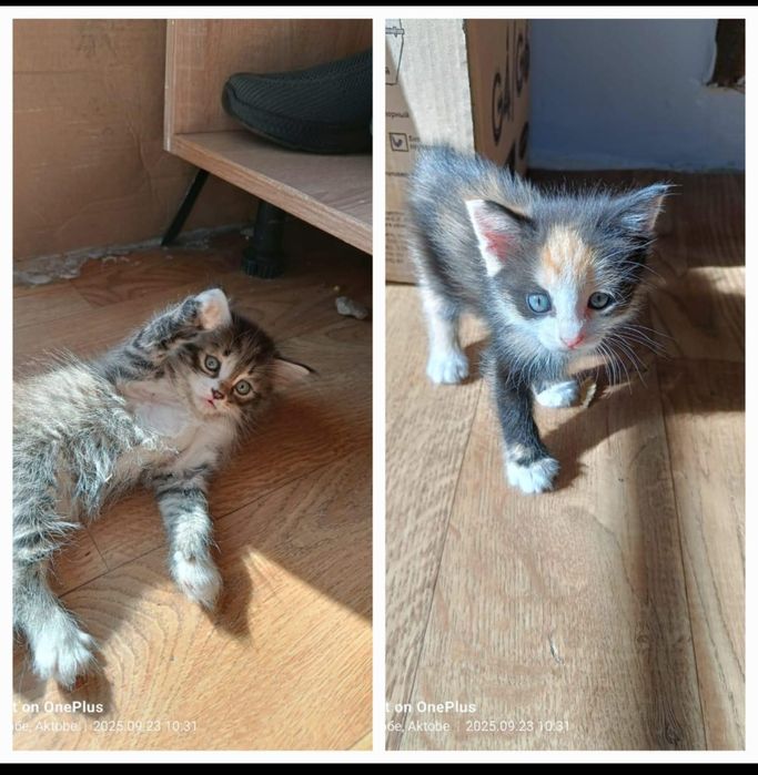Отдам котят в хорошие руки