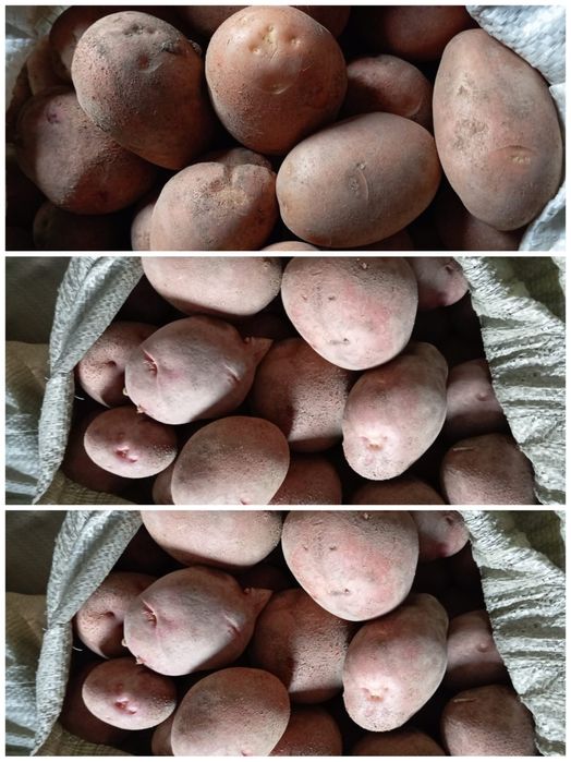 Продам картошку средняя, крупная