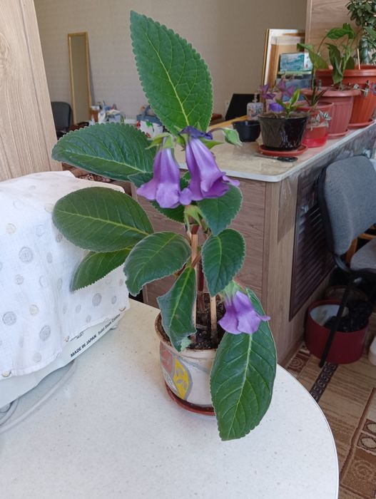 Продам цветок глоксиния