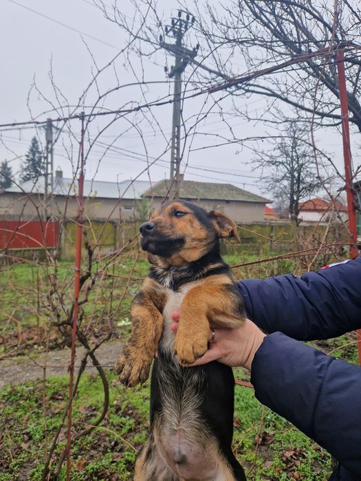 Ofer spre adopție un catelus cuminte