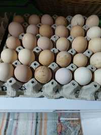 Ouă pentru incubat Australorp Negru