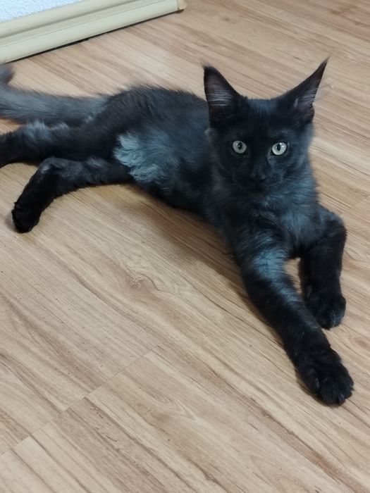 Котята Мейн куны из питомника