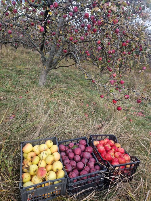 Mere Bio diverse Soiuri