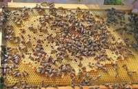 Продам пчёл,  пчелопакеты, матки