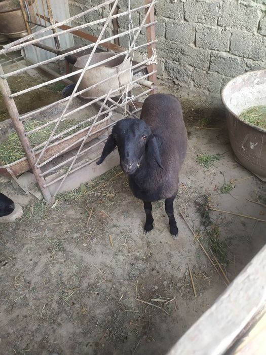 кучкор барралар  сотилади