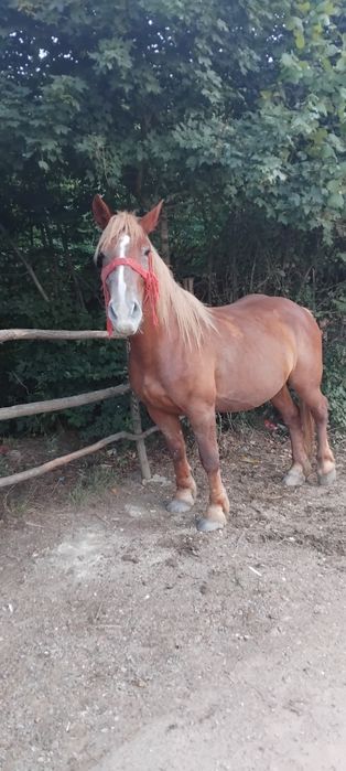 Vând iapa  de 5 ani cu acte