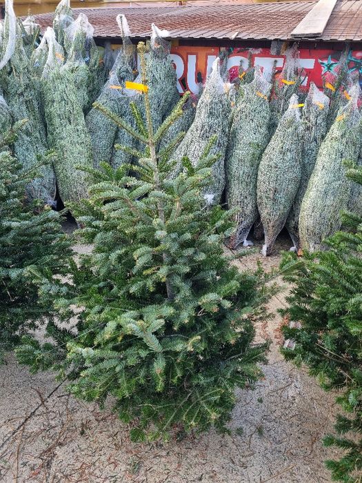 Vamd brazi de Crăciun argintii preț de la 100 la 200