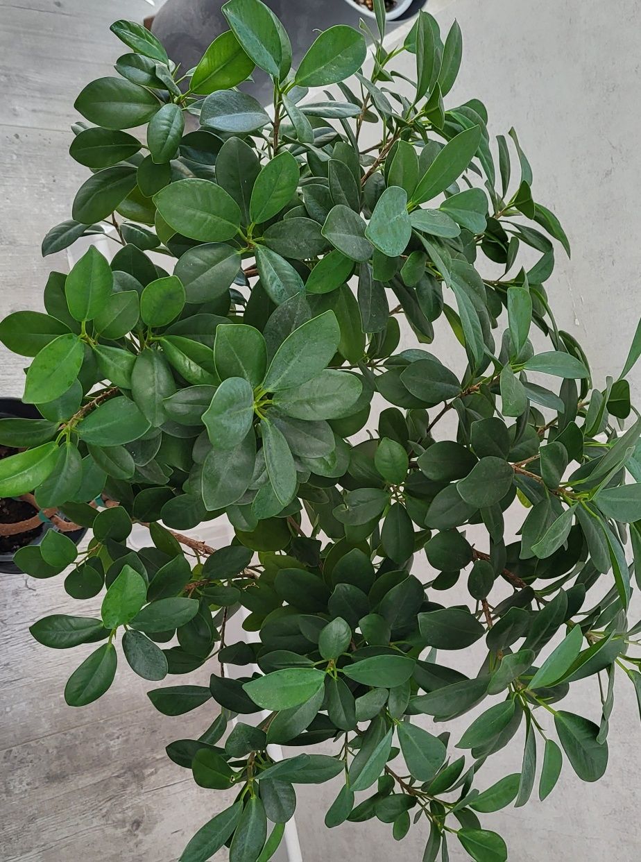 Фикус Мокламе (Моклейм)