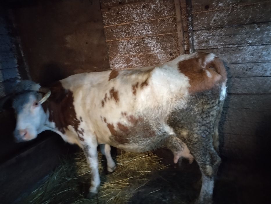 Vaca de abator nu deranjați inutil