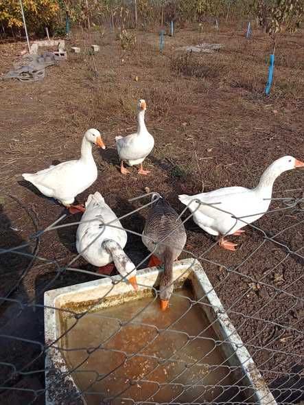 Свободни гъски-кръстоска между ланденска и холмогорска гъска
