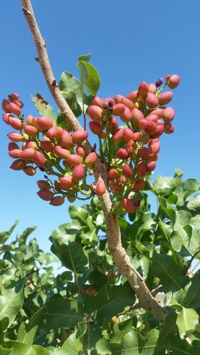 Pomi Fructiferi Exotici (Fistic Soiuri Diferite )