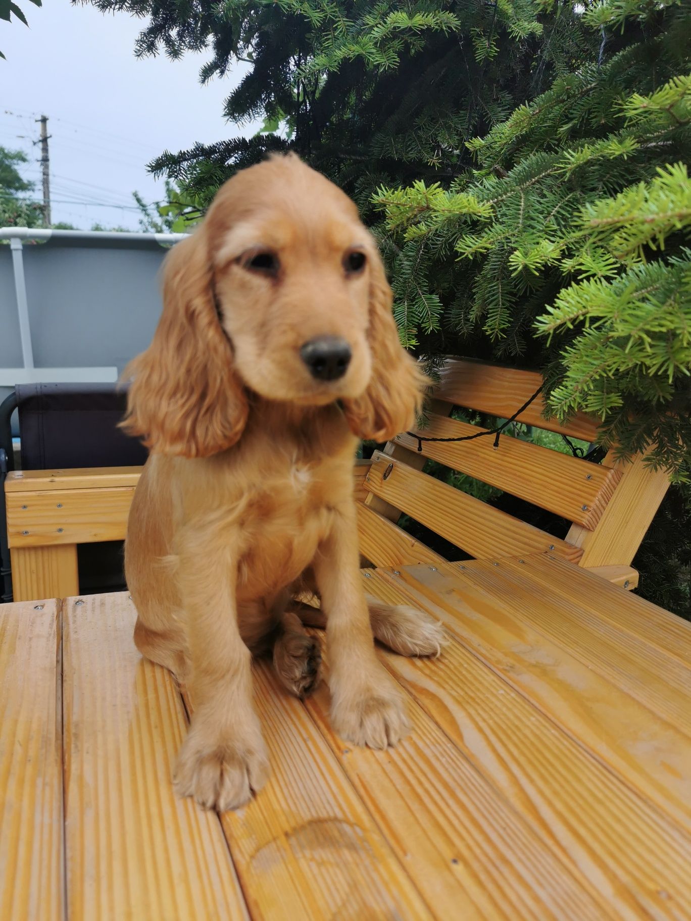 Puiuț cocker spaniel