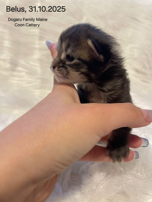Băiețel Maine Coon Pedigree