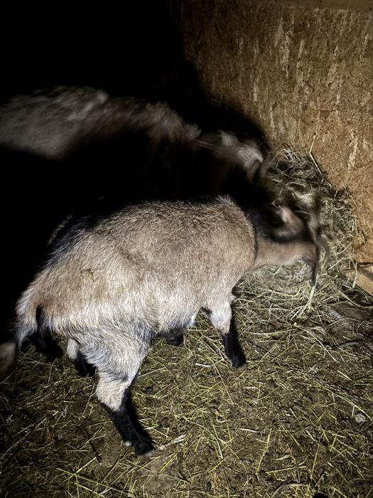 De vanzare !!! Se vand impreuna la pachet