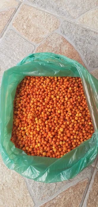 Vand catina din flora spontana