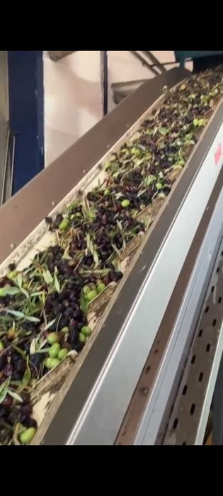 VAND ULEI DE MASLINE - productie proprie (zona Halkidiki)