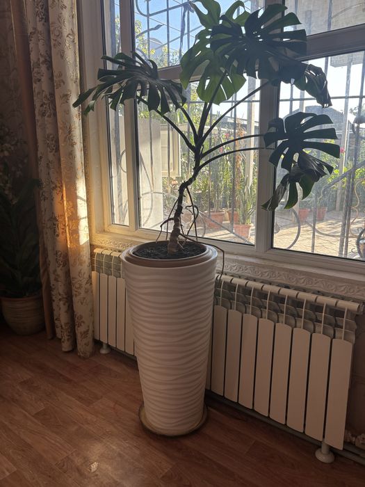 продам цветы домашние