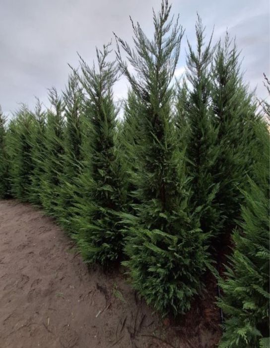 Tuia leylandii oferta 3m 250 lei bucata oriunde in tara plantat inclus