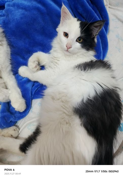 Акция на Котëнк.. Мальчик..