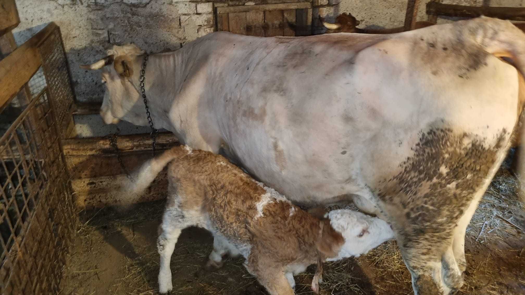Vaca cu vitea de doua saptamini